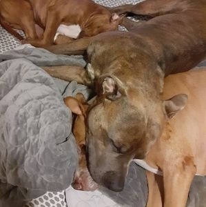 Meet your Posher, Troy